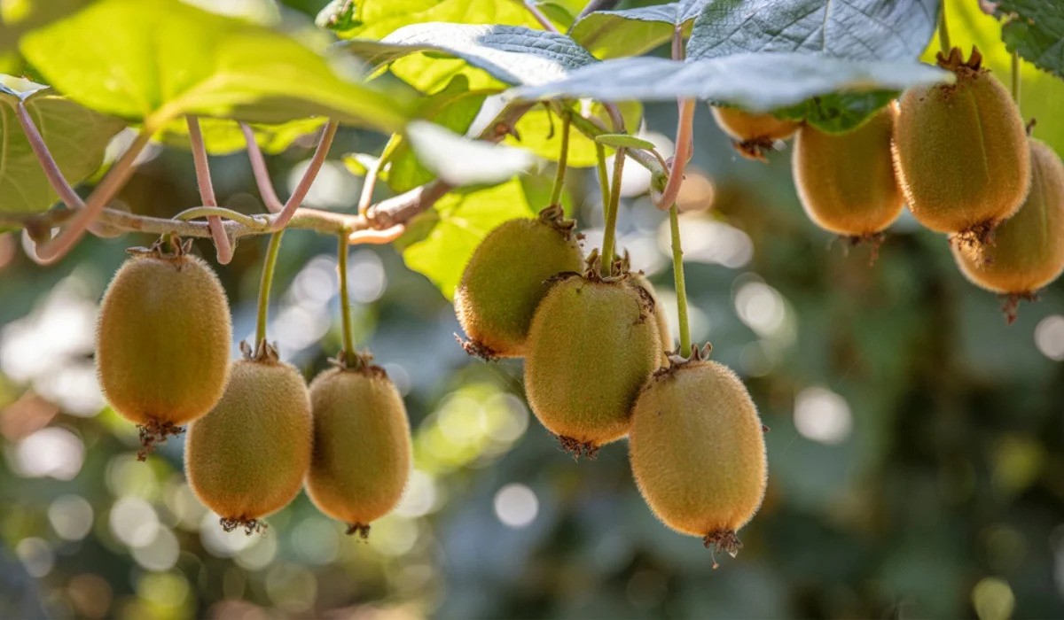 Zespri picking kiwifruit at the best time thanks to the power of data.