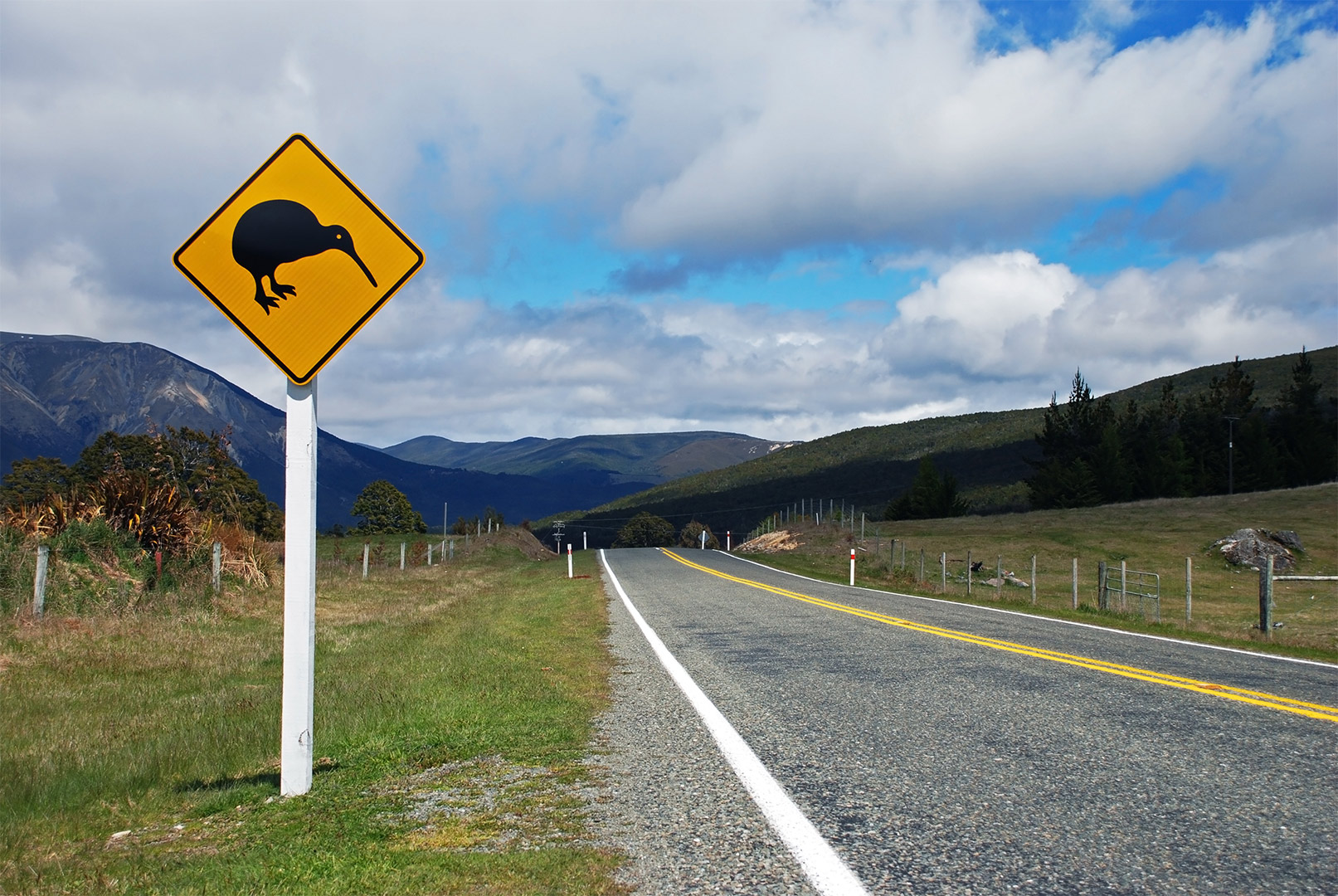 Using artificial intelligence to save the kiwi.